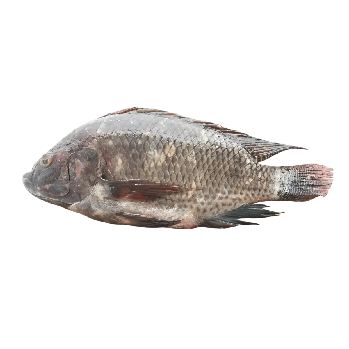 Tilapia frais entier sur fond blanc, parfait pour la cuisson maison. Poisson tendre à acheter en ligne dans la catégorie fruits de mer surgelés.